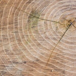 Tropenrust 1 deelnemer